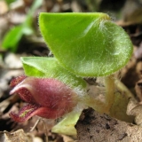 Europsko kopito od alkoholizma: recenzije, fotografije i opis